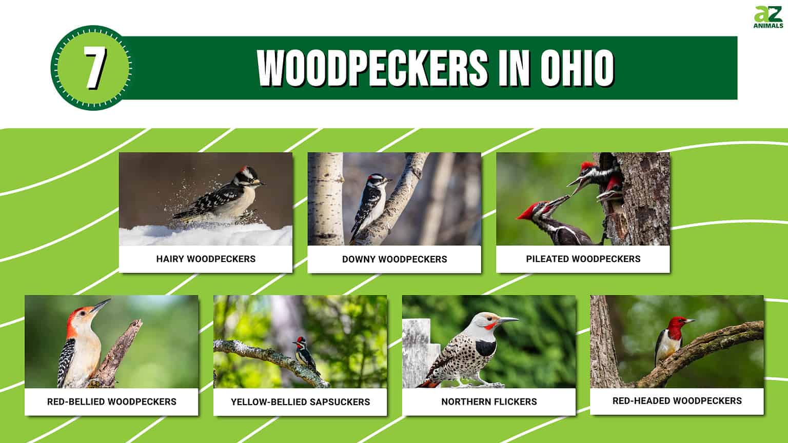 7 Woodpeckers in Ohio (Pictures, ID Guide, and Common Locations) - A-Z