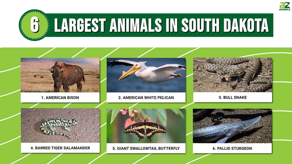 Infographic of 6 Largest Animals in South Dakota