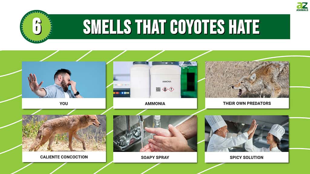 Smells That Coyotes Hate infographic