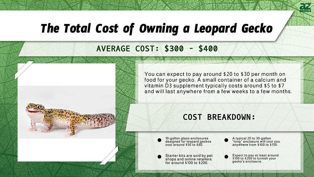 Chart of costs associated with owning a leopard gecko.
