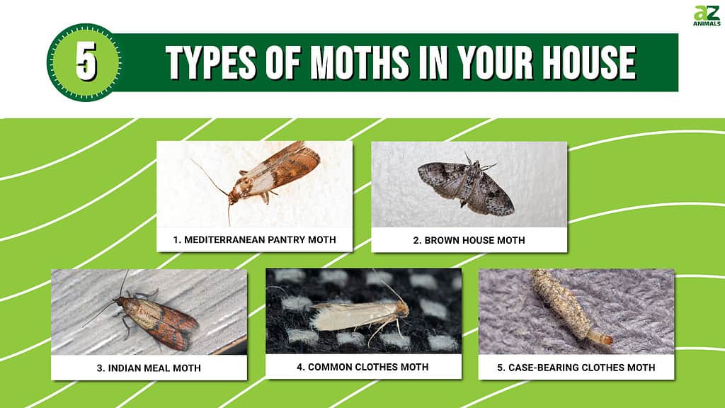 5 Types of Moths in Your House: Identification and Removal Tips - A-Z ...