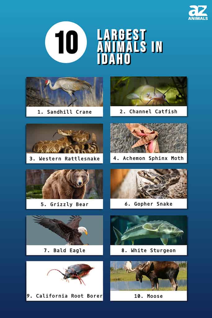Infographic of 10 Largest Animals in Idaho