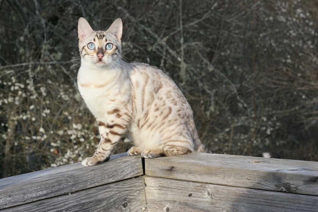 8 month old Bengal kitten. Bengal cat progression.