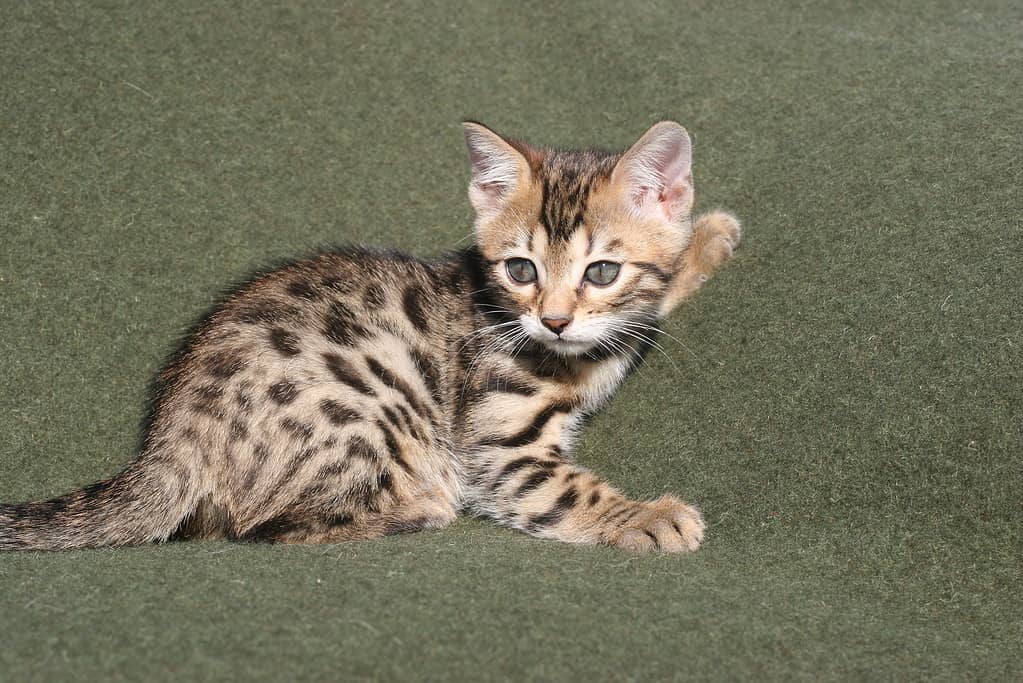 2 month old Bengal kitten. Bengal cat progression.
