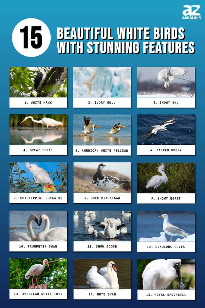 15 beautiful white birds