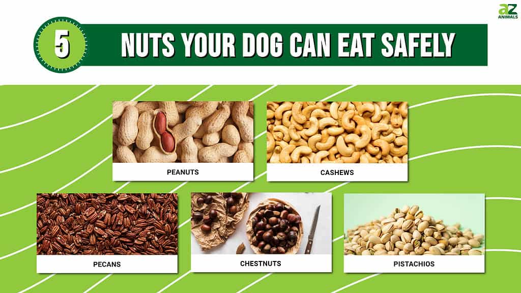 Picture graph of 5 Nuts Your Dog Can Eat Safely