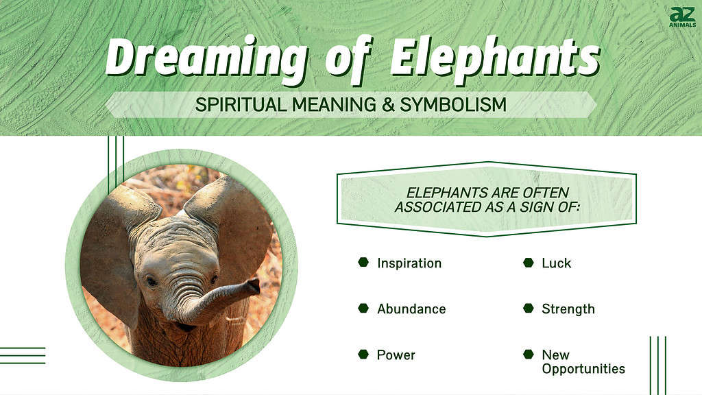 Dreaming Of Elephants Discover The Spiritual Meaning And