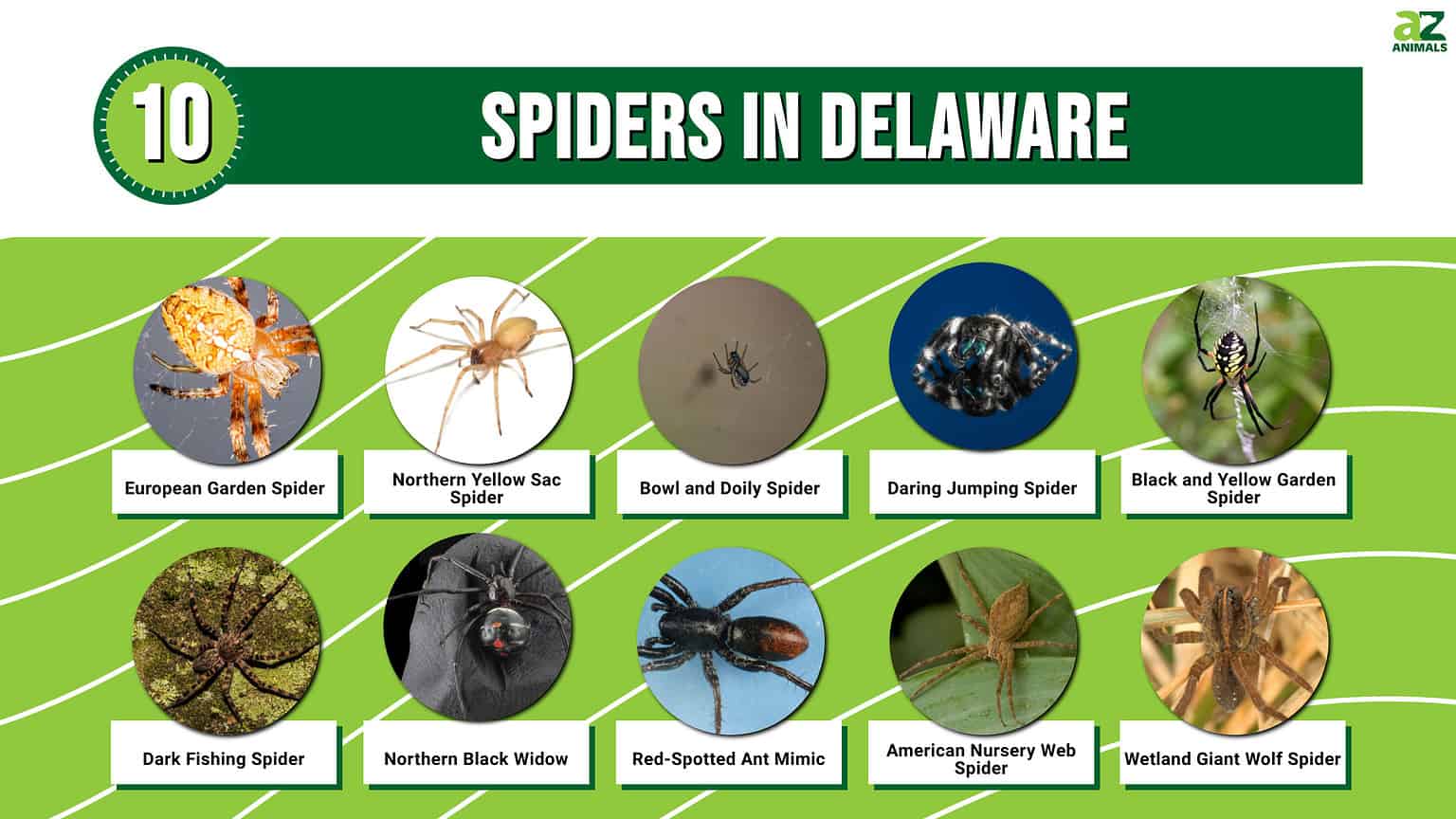 10 Spiders in Delaware - A-Z Animals