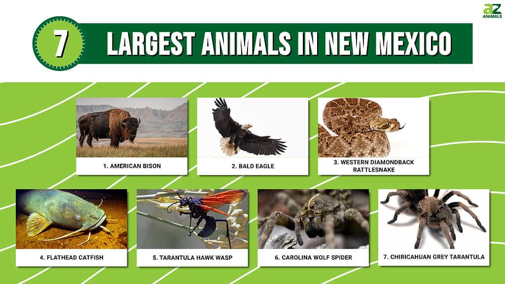 largest animal, insect, spider, mammal, snake, in New Mexico