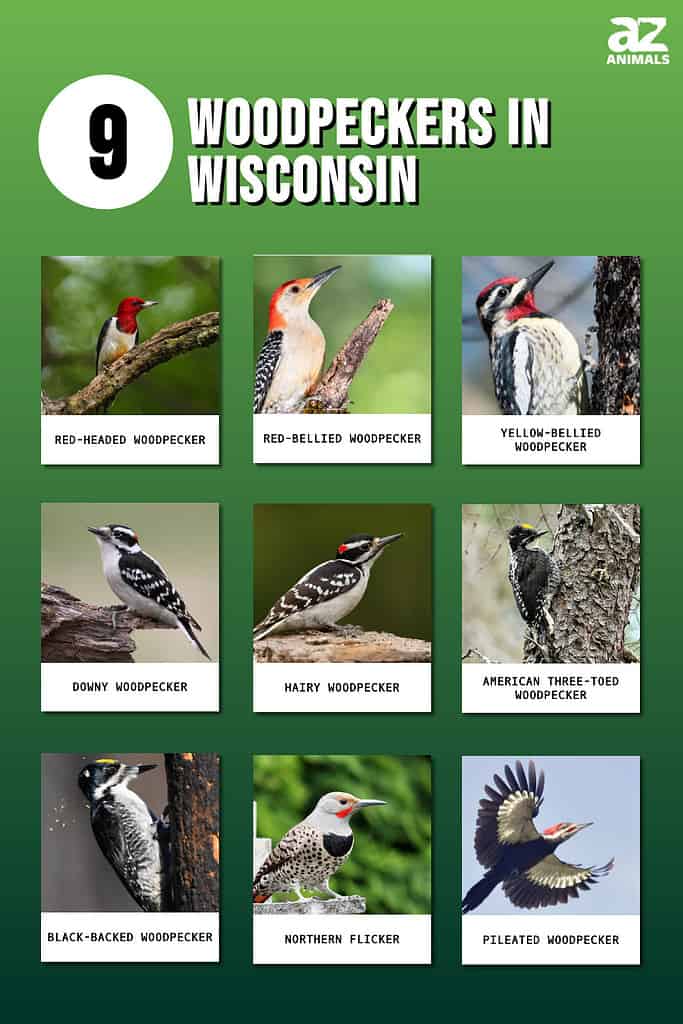 9 Woodpeckers in Wisconsin