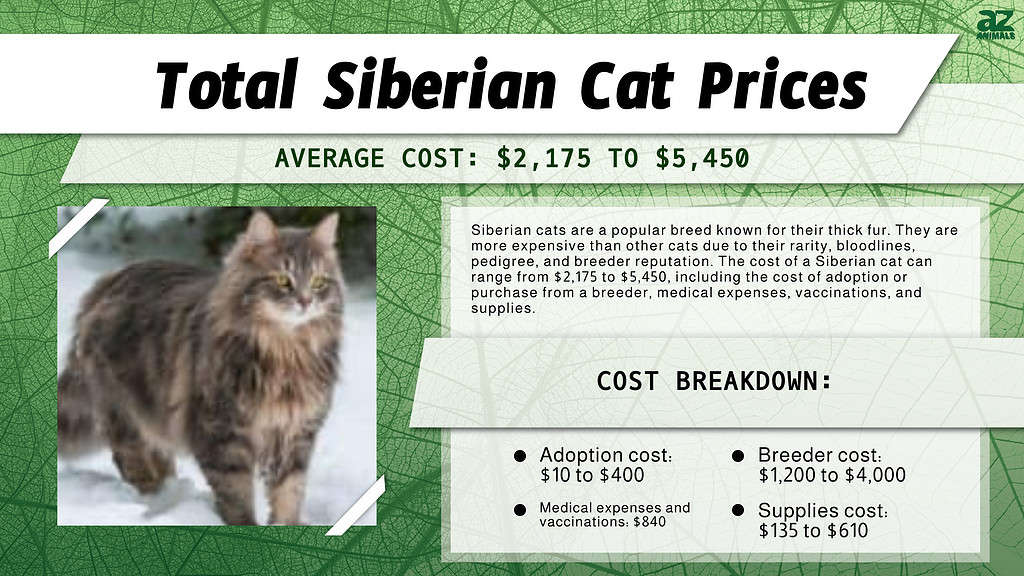 Chart of costs associated with owning a Siberian cat.