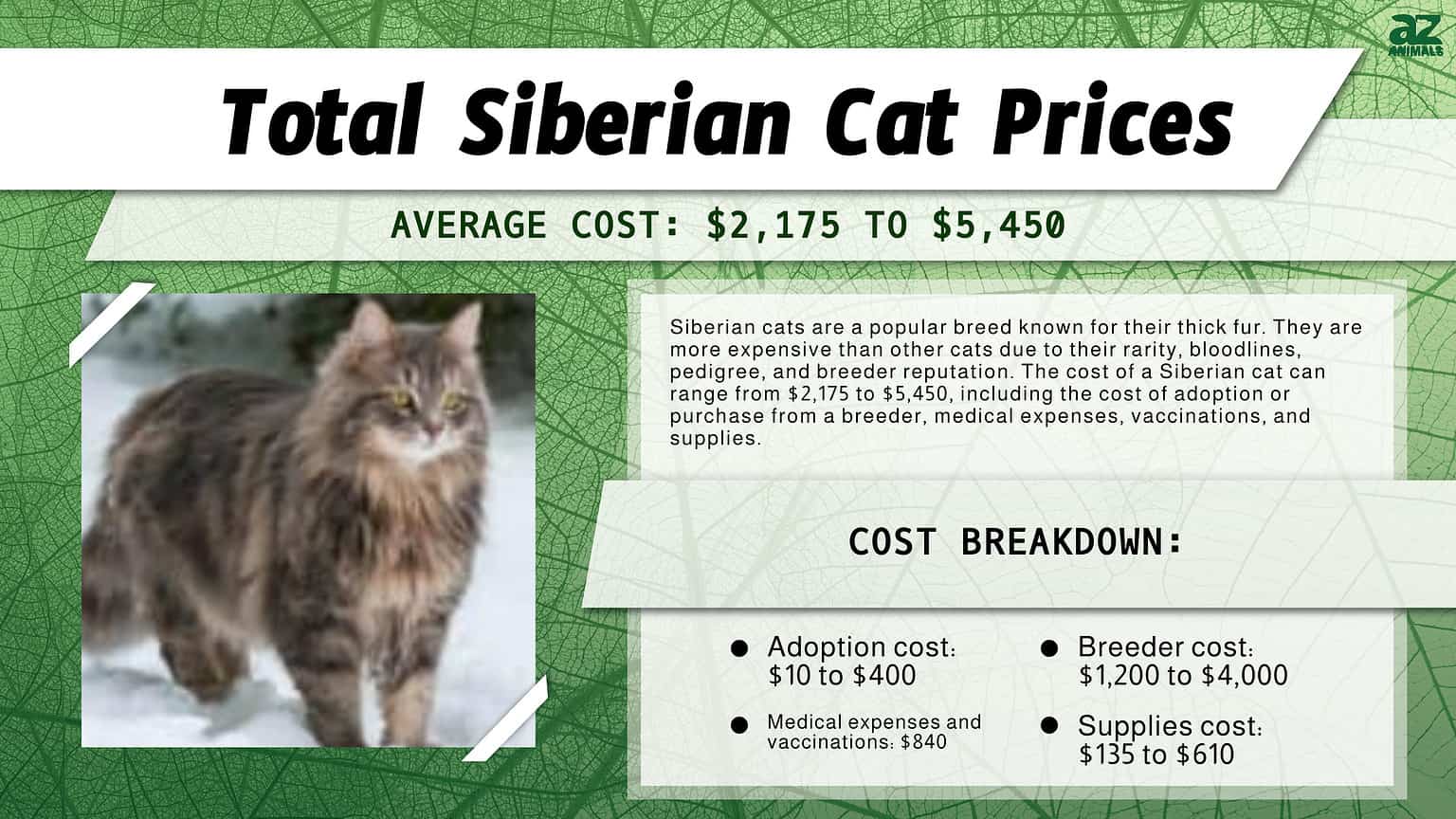 Siberian Cat Prices in 2024 Purchase Cost, Vet Bills and Other Costs