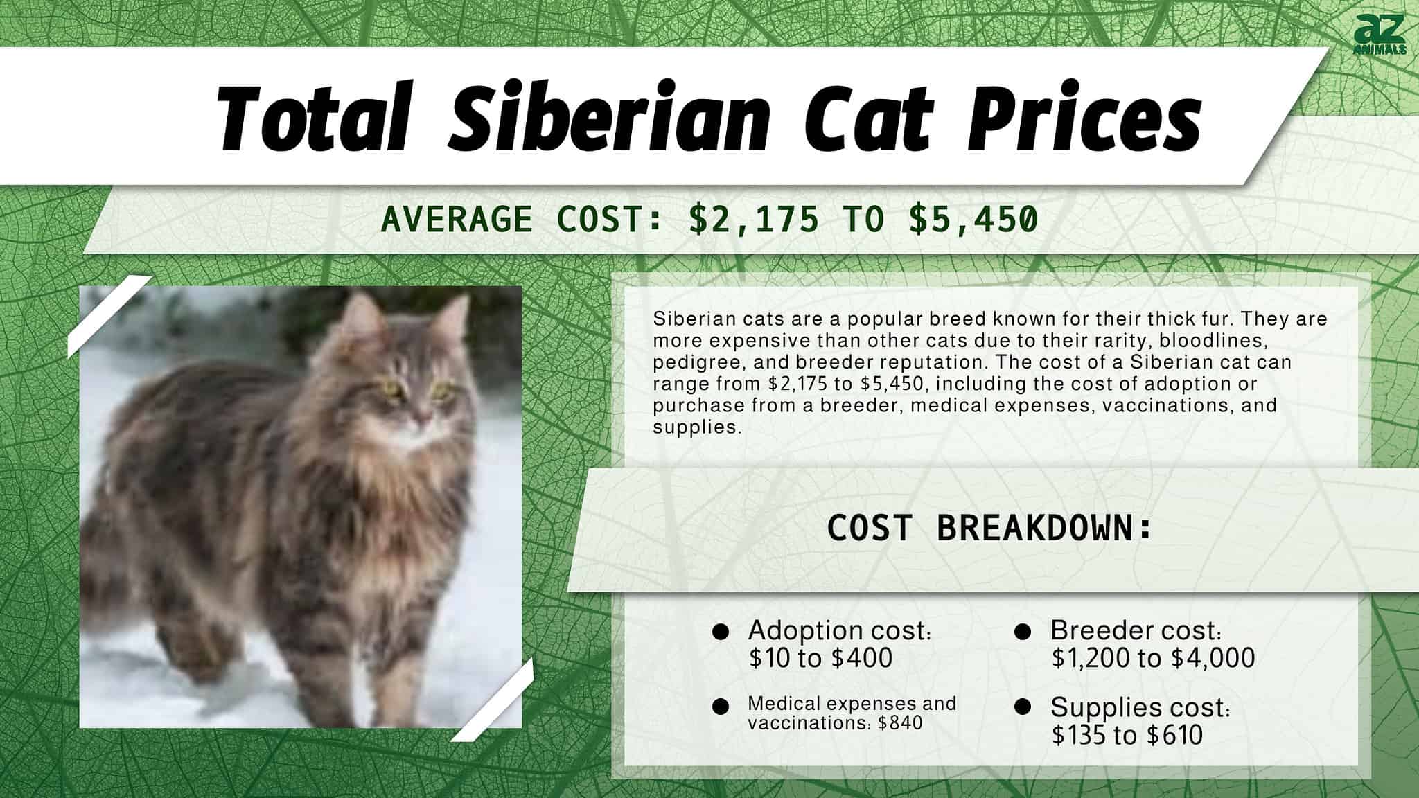 Siberian Cat Prices in 2024 Purchase Cost, Vet Bills and Other Costs