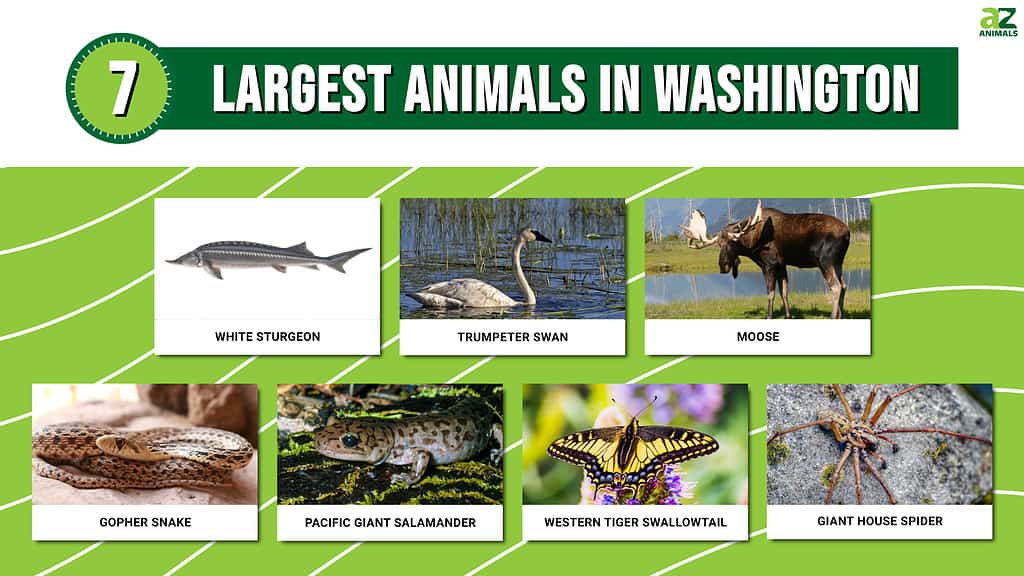 PIcture graph of the 7 Largest Animals in Washington.