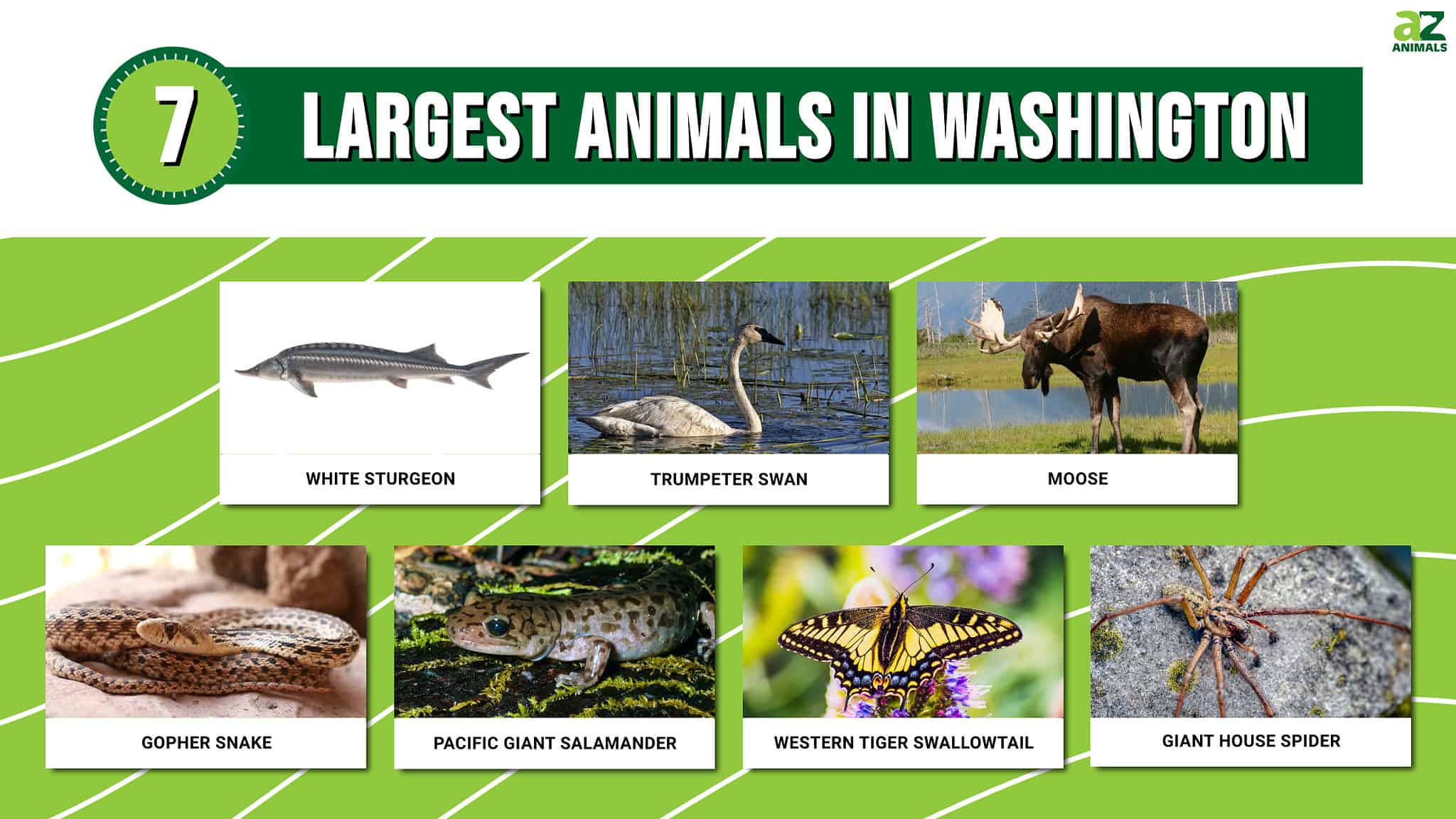 Discover The 7 Largest Animals In Washington, and Where You'll Find ...