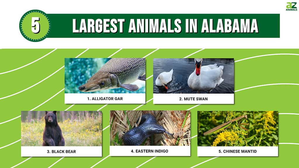Infographic of 5 Largest Animals in Alabama