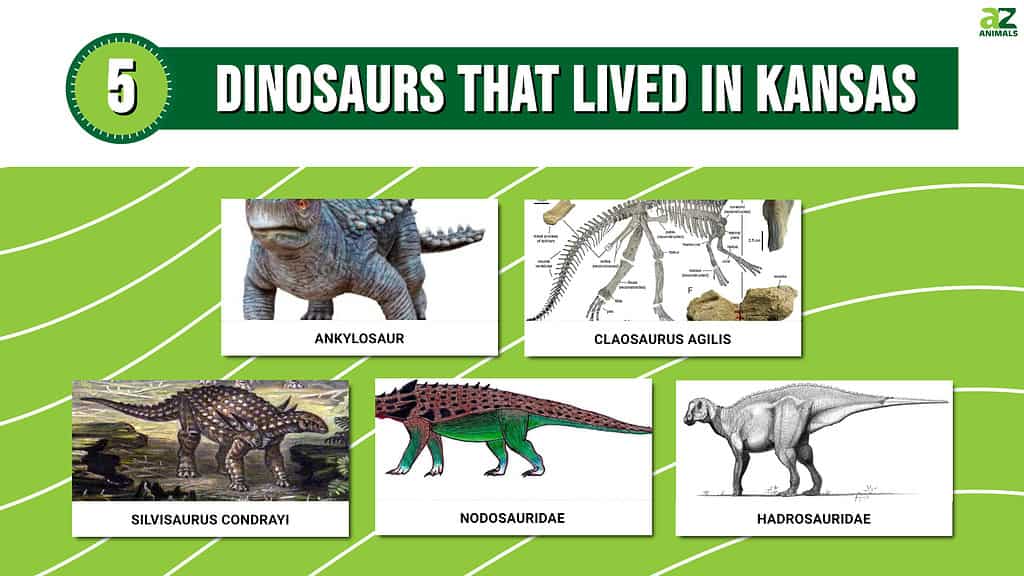 Picture graph of 5 Dinosaurs That Lived in Kansas.