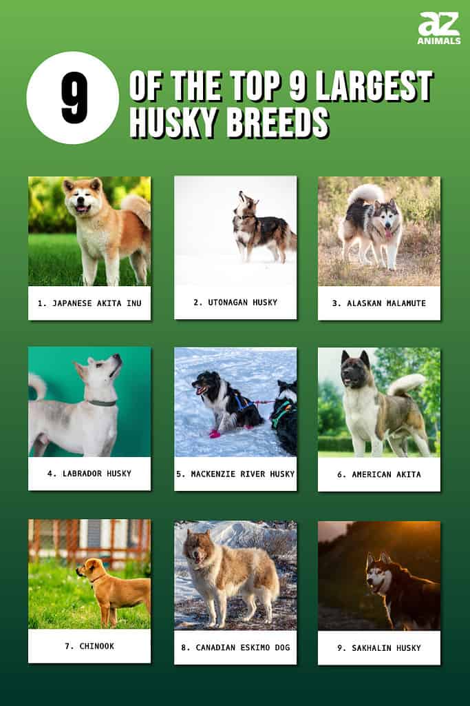 9 Of The Top 9 Largest Husky Breeds infographic