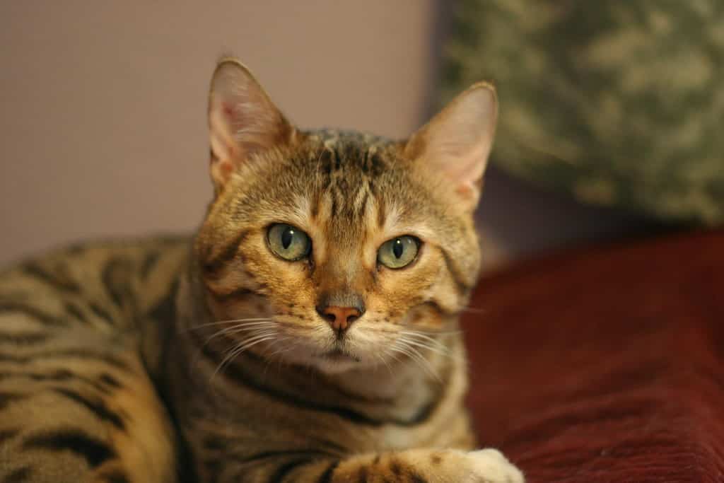 Adult male intact Bengal with thick jowls