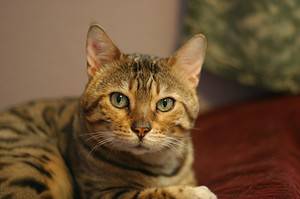 18 Reasons Your Cat is Meowing at Night and How to Quiet Them Down - A ...