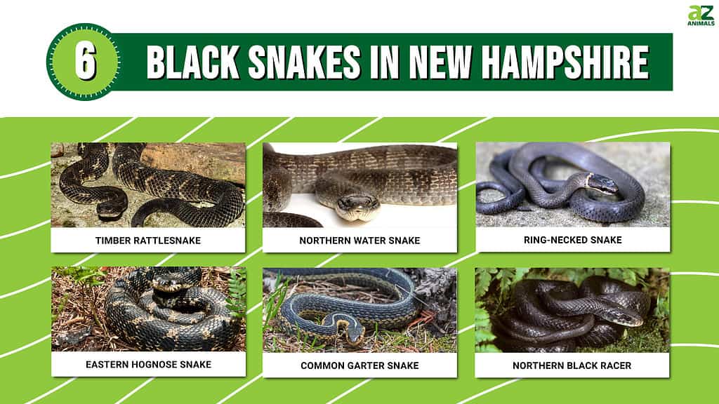 Picture graph of 6 Black Snakes in New Hampshire.