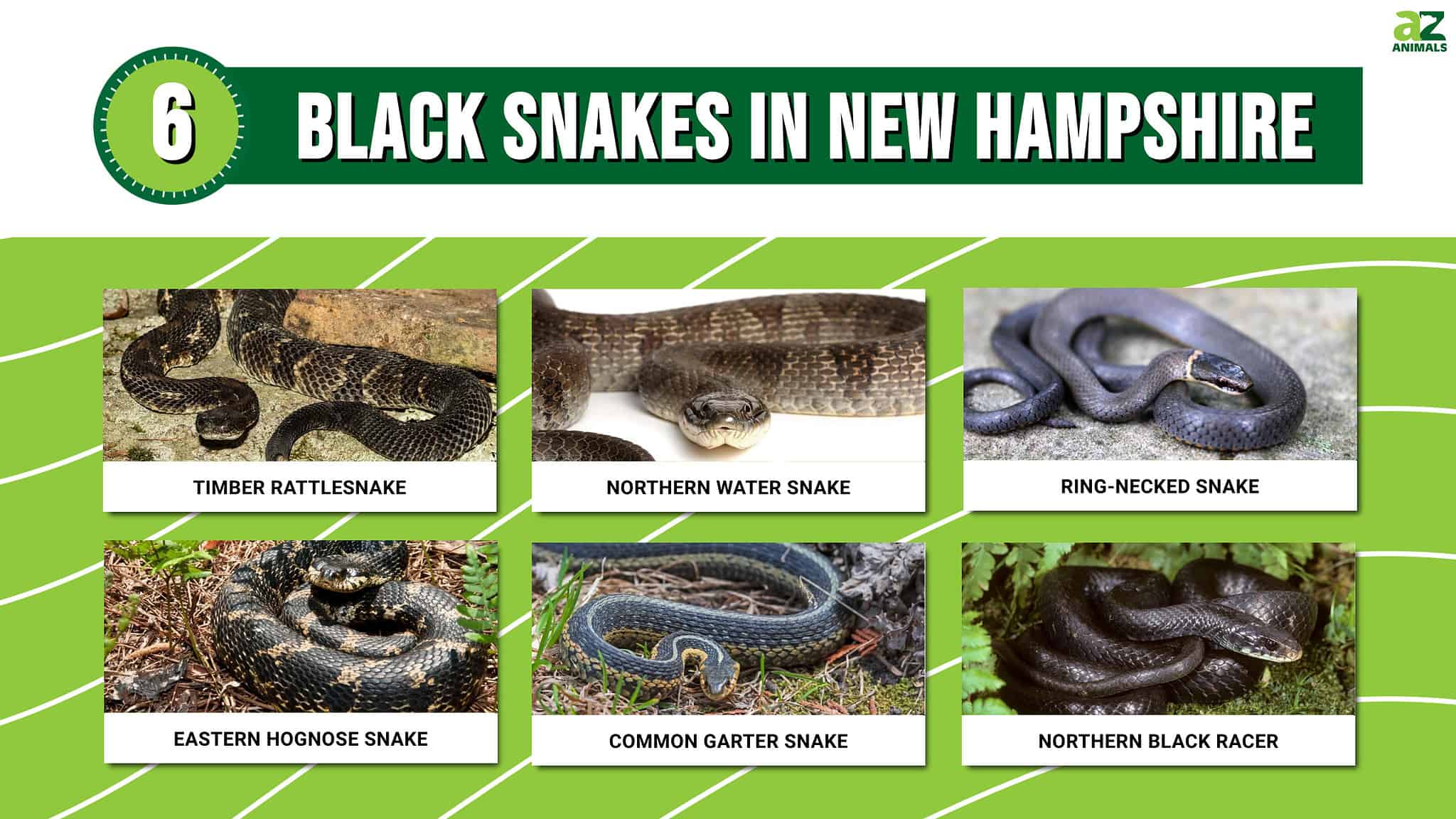 6 Black Snakes In New Hampshire - A-Z Animals