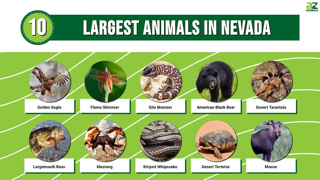 Picture graph of the 10 Largest Animals in Nevada.