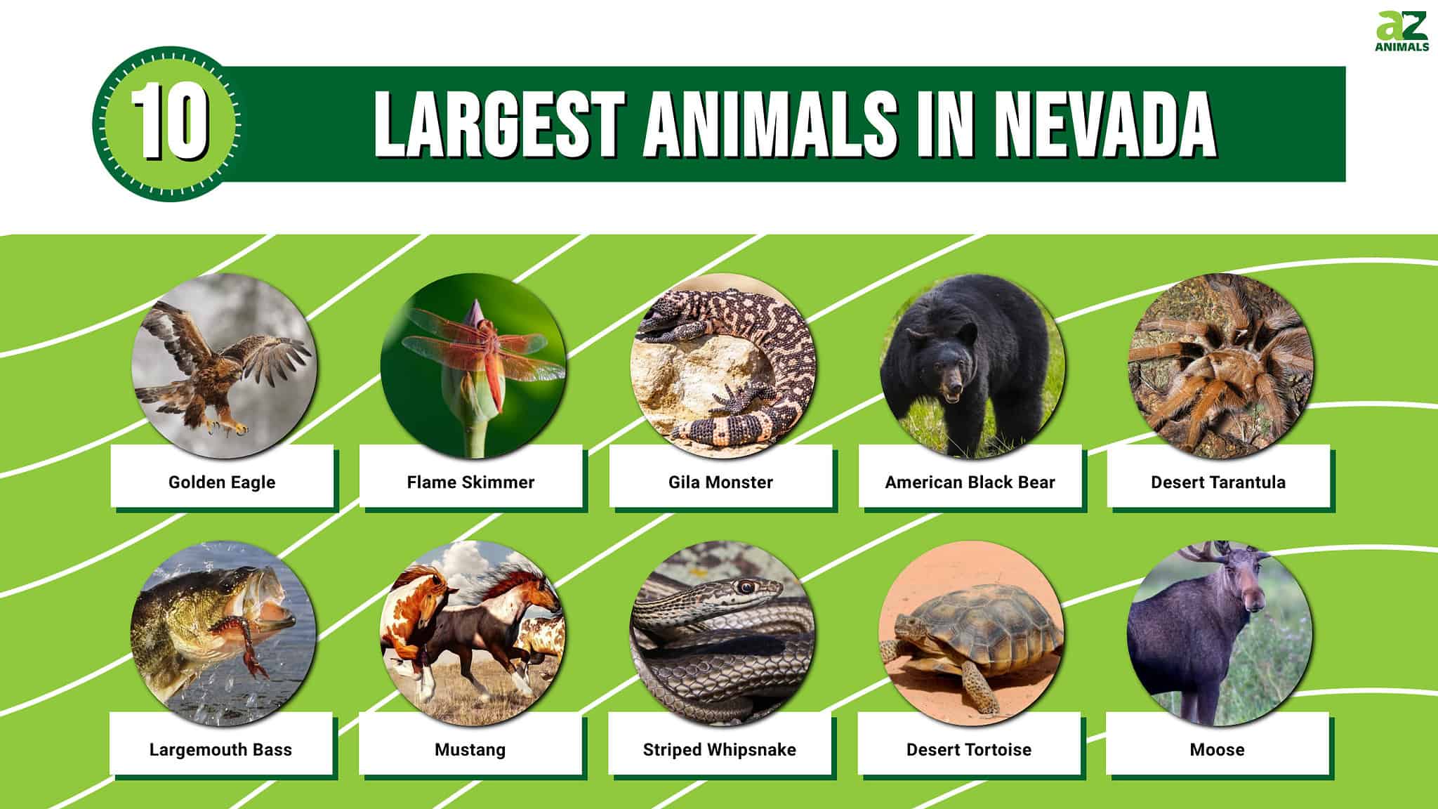 Discover The 10 Largest Animals In Nevada, and Where You'll Find Them ...