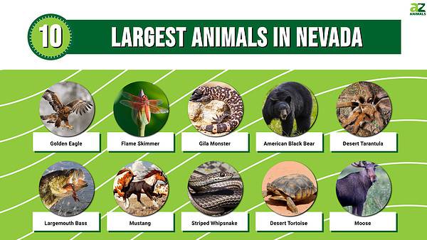 Discover The 10 Largest Animals In Nevada, and Where You'll Find Them ...