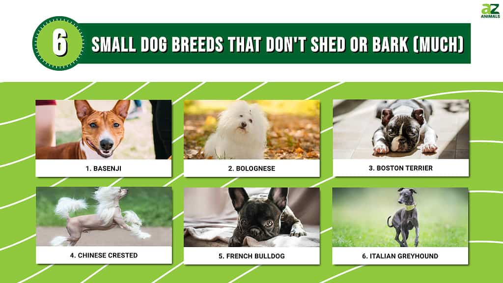 6 Small Dog Breeds That Don't Shed or Bark