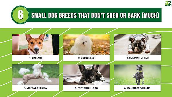 6 Popular Small Dog Breeds That Don't Shed or Bark (Much) - A-Z Animals