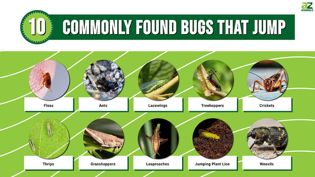 Picture graph of 10 commonly found bugs that jump.