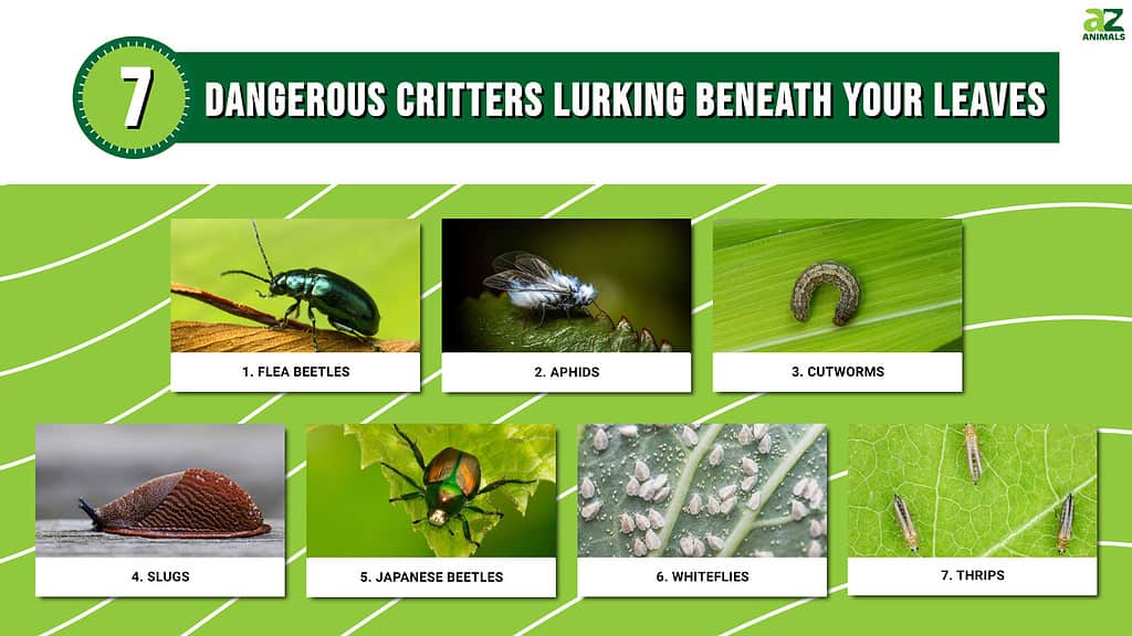 Infographic of 7 Dangerous Critters Lurking Beneath Your Leaves