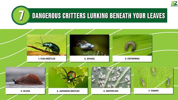 Discover the Dangerous Critters Lurking Beneath Your Leaves - A-Z Animals