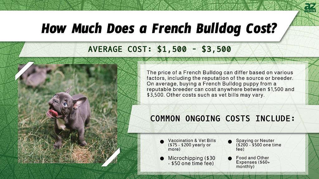 how much does it cost to neuter a french bulldog uk?