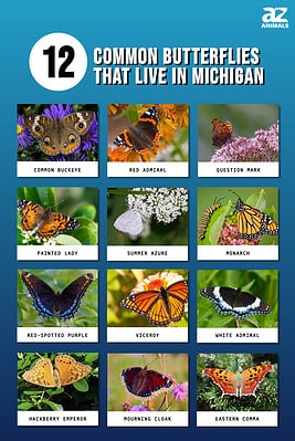 Discover 12 Beautiful Butterflies That Live in Michigan - A-Z Animals