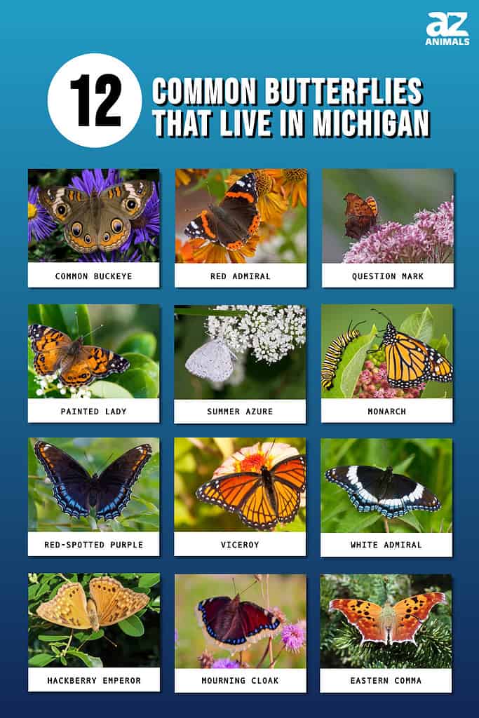 12 Common Butterflies That Live in Michigan