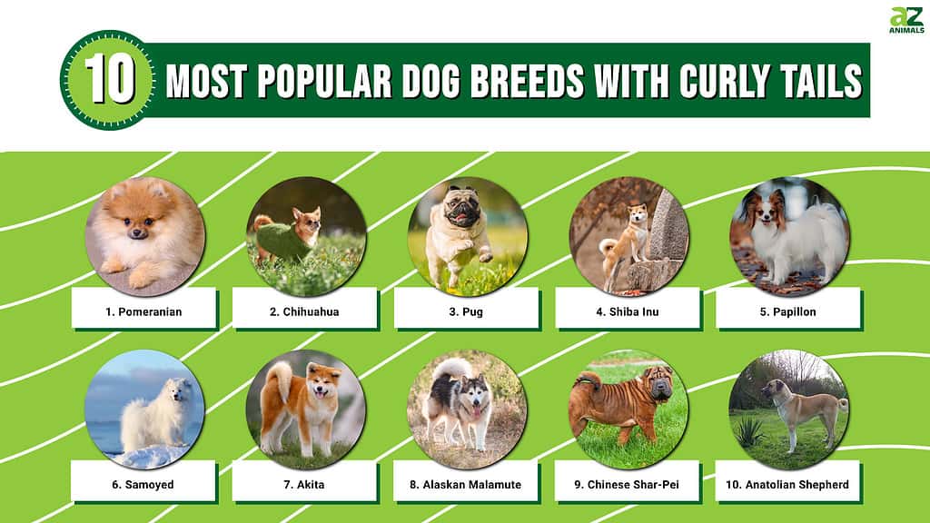 These are the most popular dog breeds with curly tails