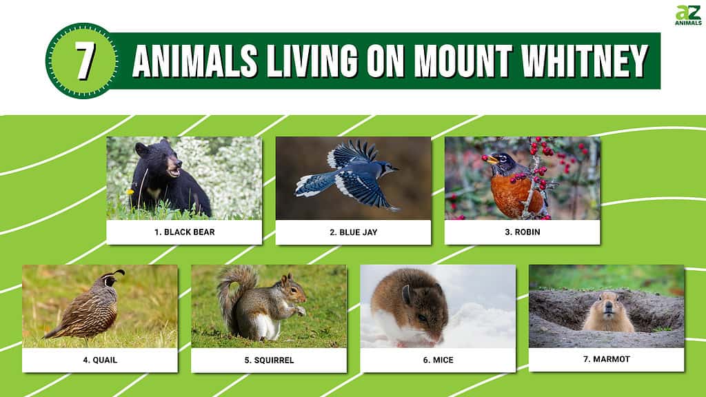 Infographic of 7 Animals Living on Mount Whitney