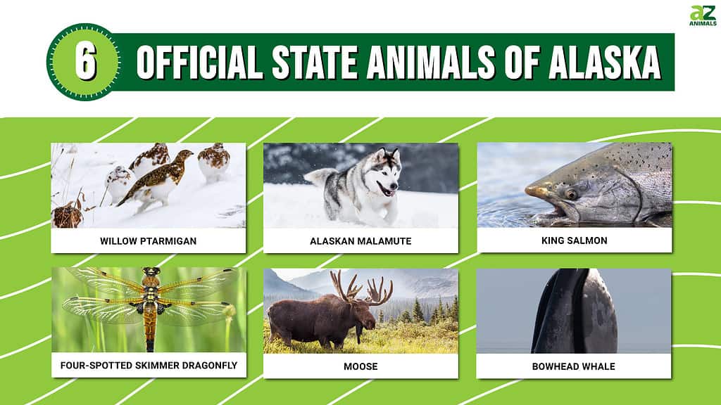 6 Official State Animals of Alaska