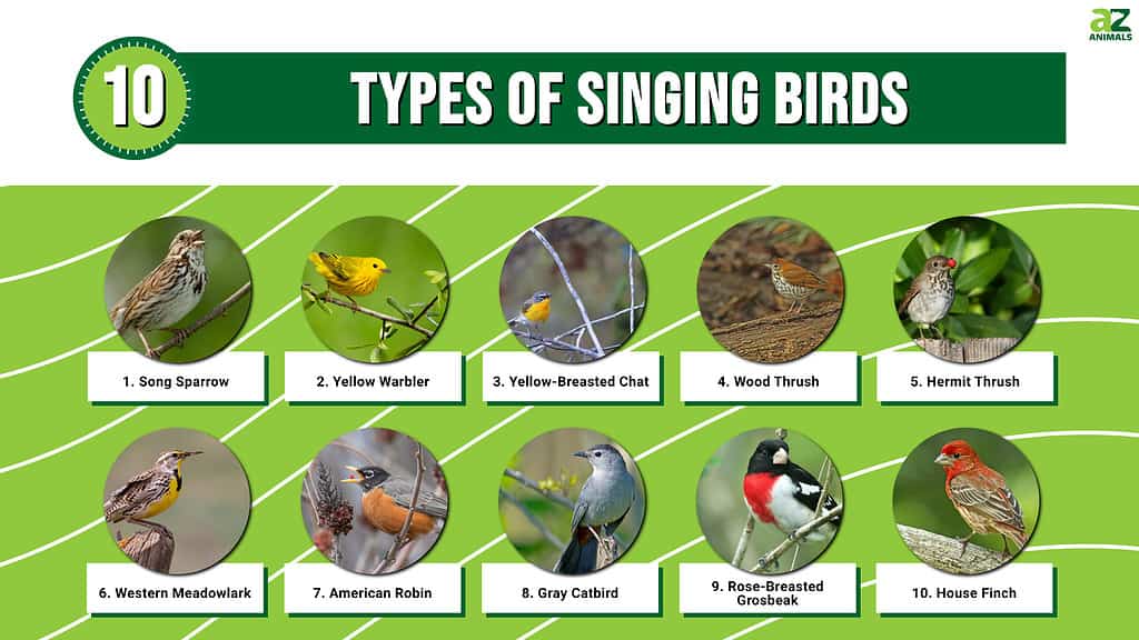 Infographic of 10 Types of Singing Birds