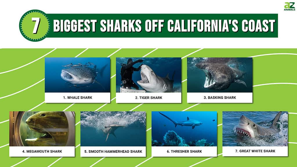 biggest sharks California