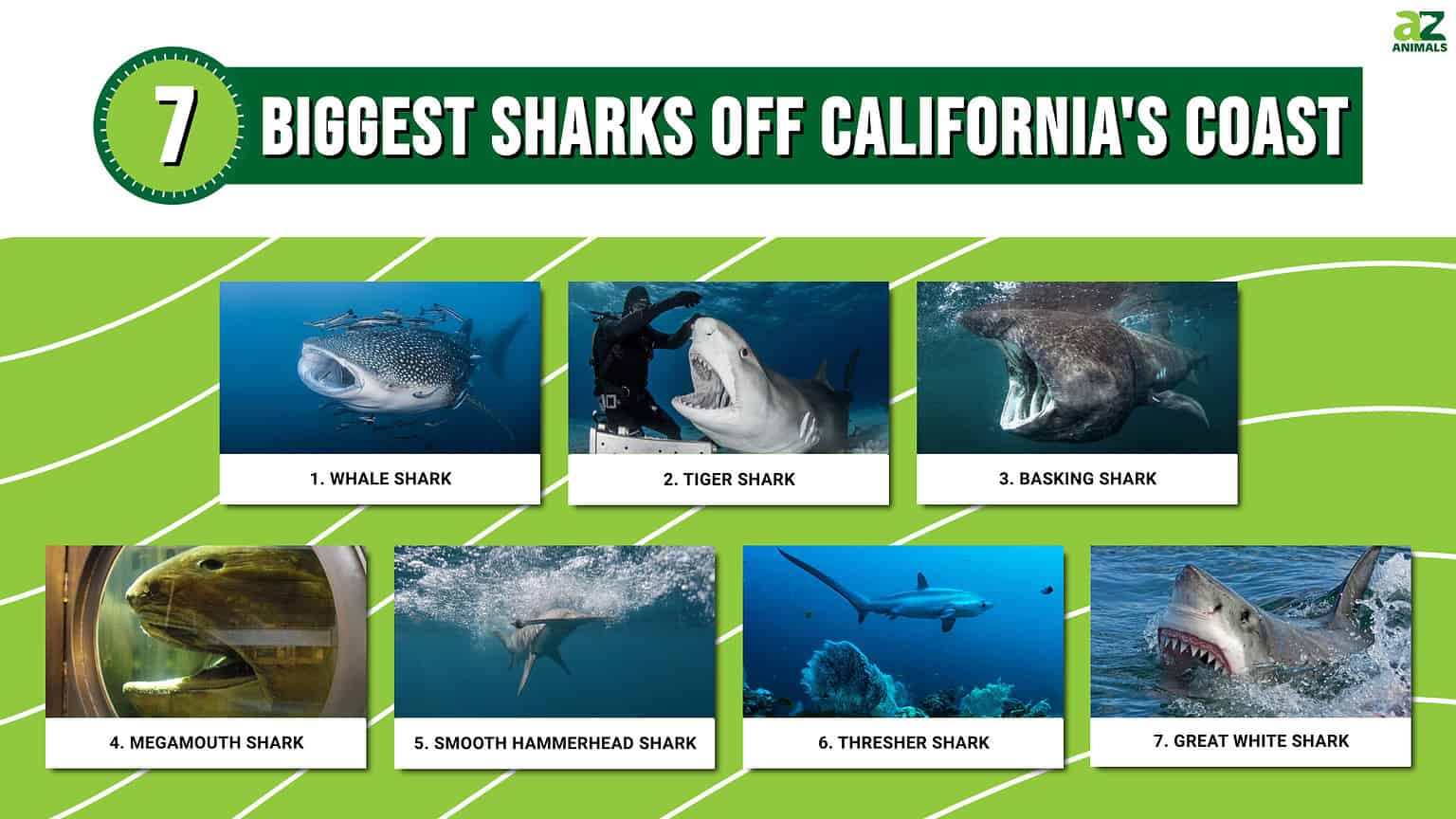 The 7 Biggest Sharks Off California's Coast - A-Z Animals