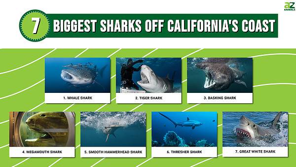 The 7 Biggest Sharks Off California's Coast - A-Z Animals