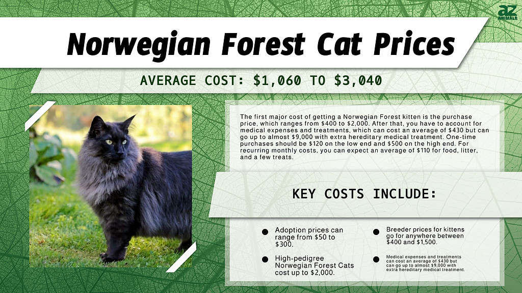 Chart of costs associated with owning a Norwegian Forest Cat.