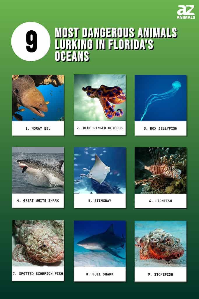 9 Most Dangerous Animals Lurking in Florida's Oceans infographic