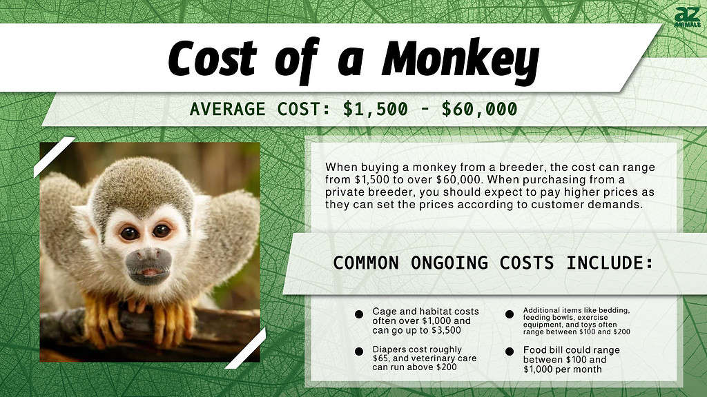 Chart of costs associated with owning a monkey.