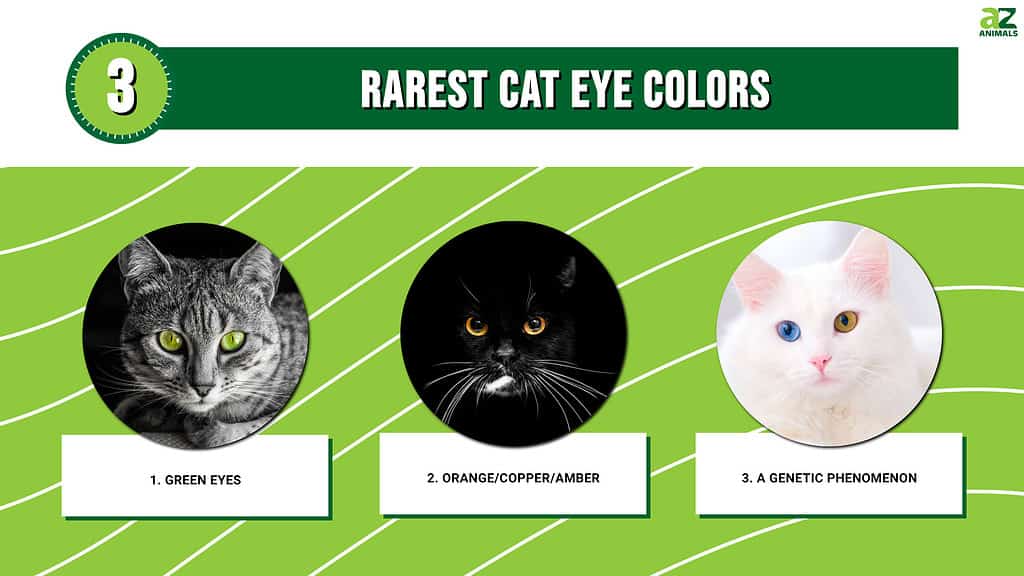 Are there eye colours that are rare?
