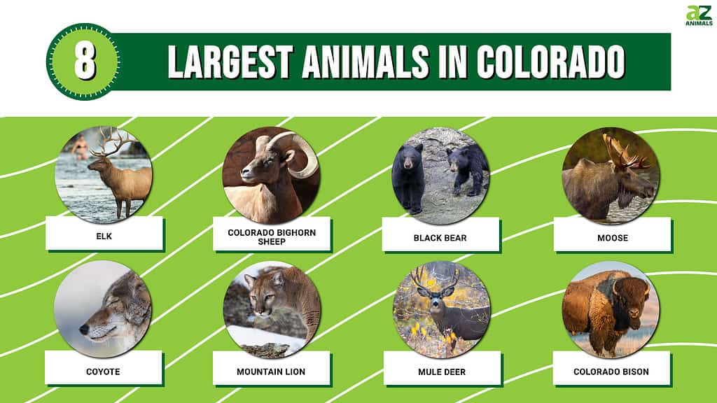 Picture graph of the 8 Largest Animals in Colorado.