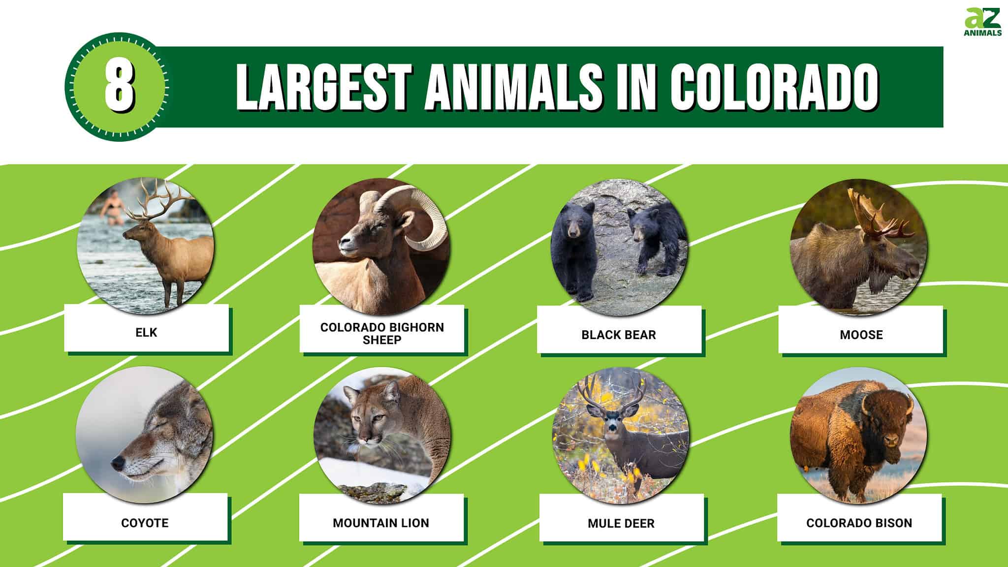 Discover the 8 Largest Animals in Colorado, and Where You'll Find Them ...